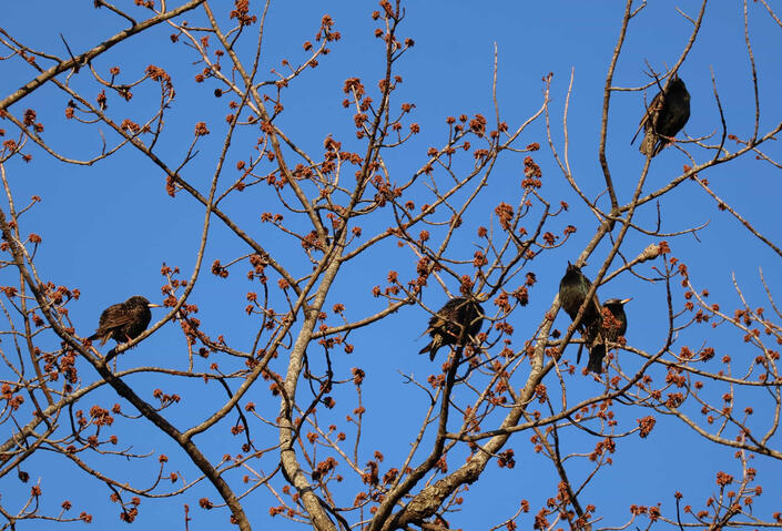 Grackles